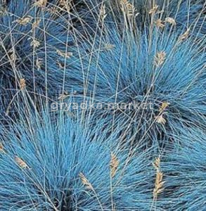 Овсяница сизая Фредди С3 (Питомник Малахит)