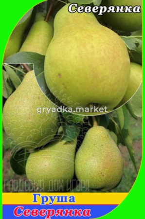Груша Северянка (V8) (ПДИ) (Питомник Плодовый Дом)
