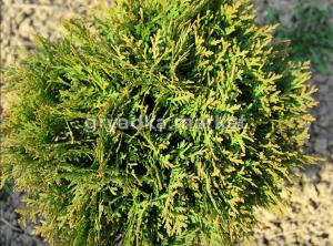 Скриншот 19-11-2024 103347