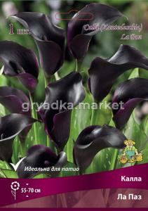 Калла Ла Паз