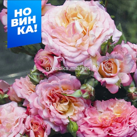 Роза Кантри Герл 1шт флорибунда (Сем Алт)
