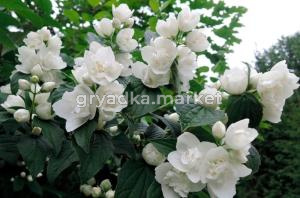 Чубушник виргинский Вирджинал с3