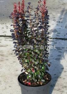 Барбарис тунберга Хелмонд Пиллар C2