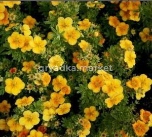 Лапчатка Танго Манго С2-С3 20-40см