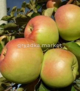 Яблоня Синап 2022 гп позднезимний сорт (V8)