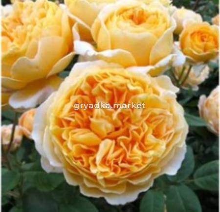 Роза Беатрис 1шт английская (Сем Алт) 