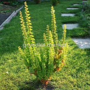 Барбарис Тунберга (Berberis thunbergii Еrecta) C-4 Н70-90 