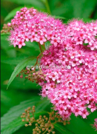 Спирея японская Макрофилла с3 (Никитенко)