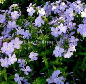 Флокс растопыренный Блу Мун C3 (Питомник Малахит)