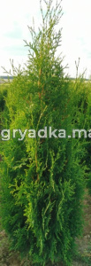 Туя западная Пирамидалис Компакта (Thuja occ. Pyramidalis Compacta 120+ см WRB)