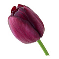Тюльпан