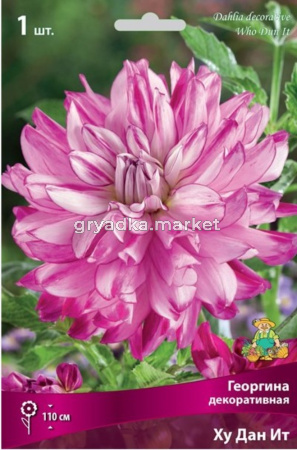 Георгина декоративная Ху Дан Ит (белый, с ярко-сиреневым кантом, диаметр цветка 16 см, 1шт, I)