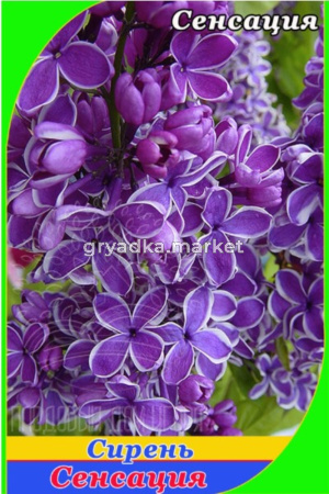 Сирень Сенсация С5 (Питомник Плодовый Дом)