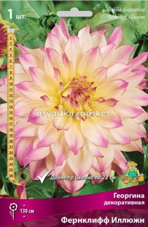 Георгина декоративная Фернклифф Иллюжн