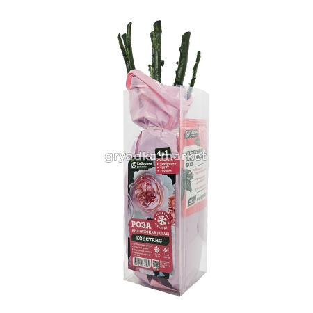 Роза Констанс английская 1шт (Сиберика)