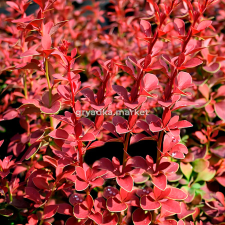 Барбарис тунберга Голден Ринг C 3 20-30 1