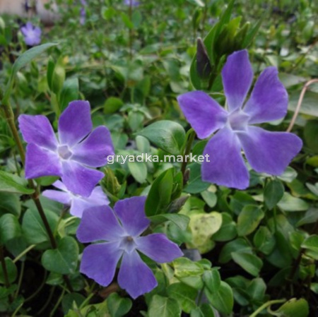 Барвинок большой (С1,5)