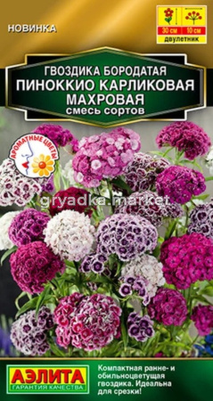 Гвоздика турецкая Пиноккио карликовая 0,1г смесь Дв 30см (Аэлита)