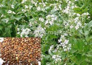 Редька масличная сорт Тамбовчанка 0,5кг.-12