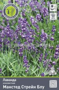 Лаванда узколистная Манстед Стрейн Блу (цветы насыщенно-синие)
