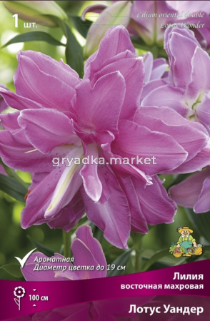 Лилия Восточная Лотус Уандер (1шт, лилово-розовый с тонкой белой каймой, Ø19см, 14-16, h100см)