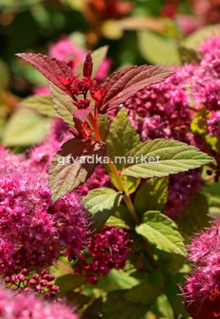 Спирея японская Меджик Карпет с3 (Никитенко)