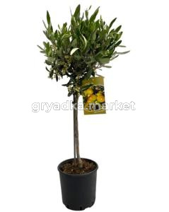 Olea Europaea On Stem