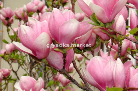 Магнолия Суланжа  С3 ГлХ-22