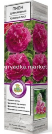 Пион древовидный Красный лист