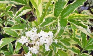 Бузина чёрная (Sambucus nigra Madonna) C3 Н30 - 40