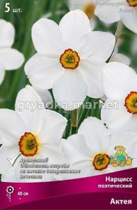 Нарцисс Поэтический Актея 5шт (белый, 12-14, h40см)