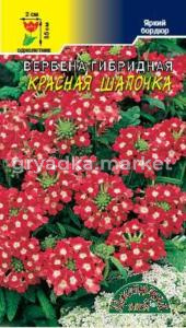 Вербена Красная шапочка, гибрид. Цвет.Сад