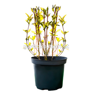 Дерен белый Аурея C 5 60-80 2