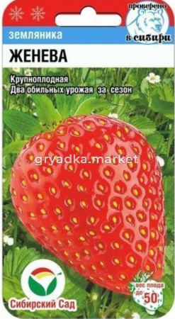 Земляника (Клубника) Женева (Сиб. сад.)