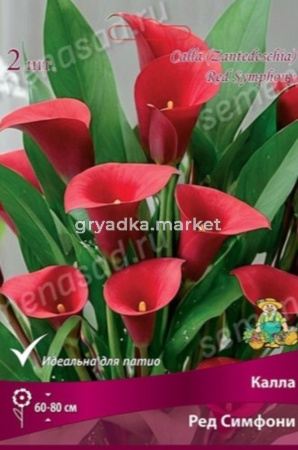 Калла Ред Симфони 2шт (насыщенно-красный, 12/14)