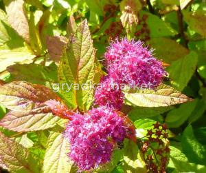 файерлайт