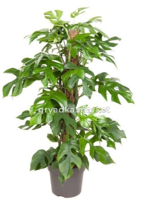 Monstera Minima Mosspole