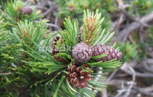 Сосна горная Мугус v2 Lav