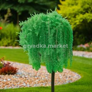 Лиственница европейская Пули C7,5 Шт 120 1