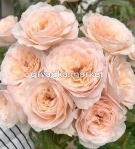 Роза Парадиз Бич чайно-гибридная 1шт (Сиберика)