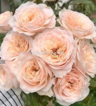 Роза Парадиз Бич чайно-гибридная 1шт (Сиберика)