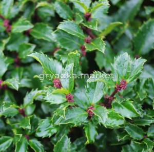 Падуб мезерве Блю Принц, (D-9)