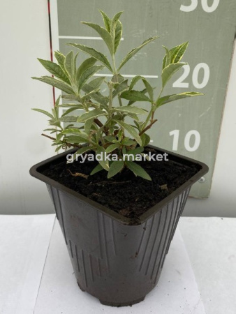 Скриншот 11-04-2023 151651