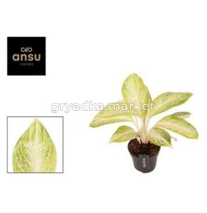 Аглаонема Арктик Лайм С12 H30