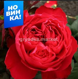 Роза Травиата 1шт чайно-гибридная (Сем Алт)