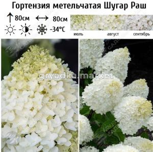 Гортензия метельчатая Шугар Раш С3 ГлХ 