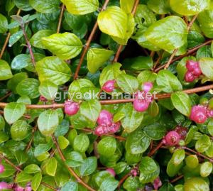 Скриншот 21-04-2026 151233