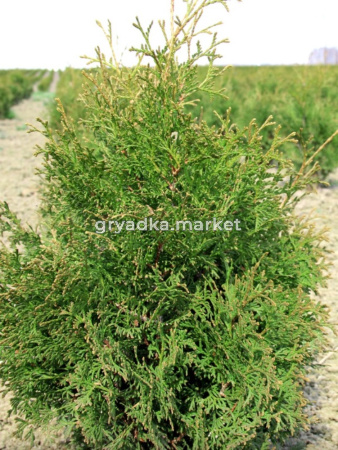 Туя западная Холмструп Н100+ C20 (Монблан)