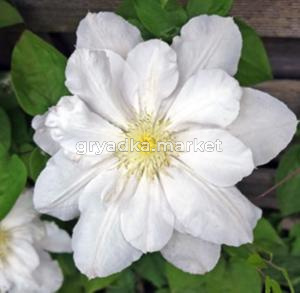 Клематис крупноцветковый Мария Буасело (Мадам Ле Культре) (С2)