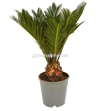 Цикас Революта ø12+ 17см